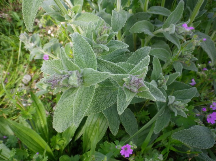 Verdi e morbide - Stachys gr. germanica
